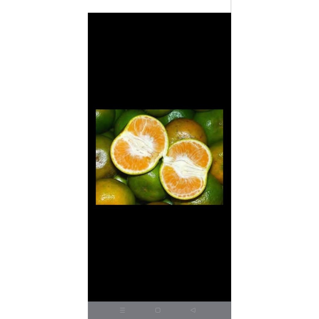 

Jeruk manis Umbulsari 1 KG Random