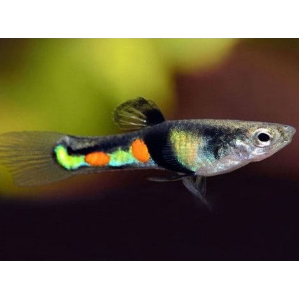 El Tigre Endler Guppy