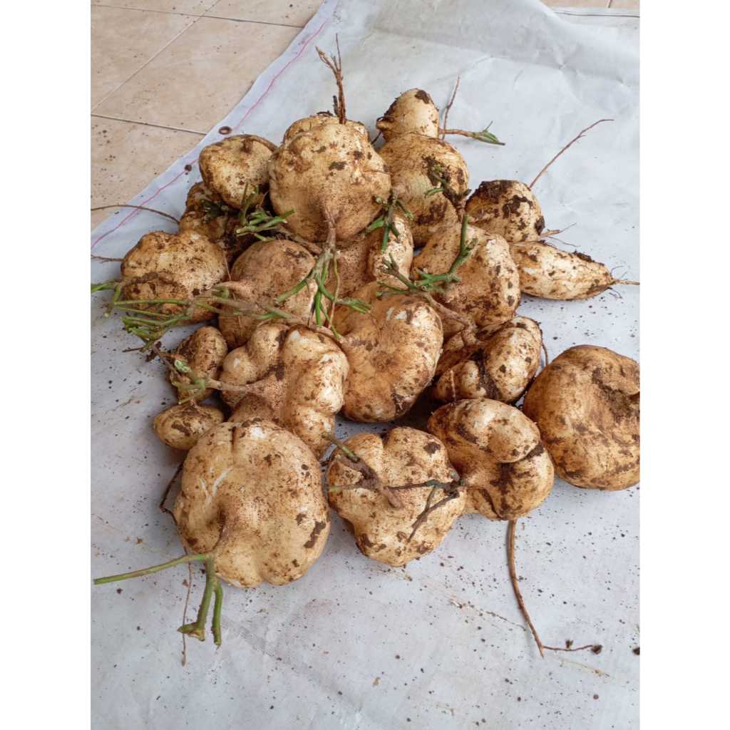 

BENGKOANG SEGAR BARU CABUT DARI KEBUN SENDIRI == KEBUMEN