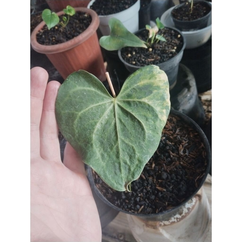anthurium pteroductyl x clarinervium varigata part 2