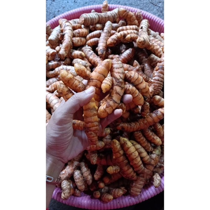 

Kunyit Segar 1 kg - Kunyit Fresh