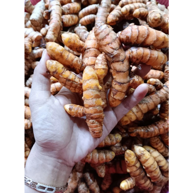 

Kunyit segar fresh 1 kg - Kunyit meprit 1 kg