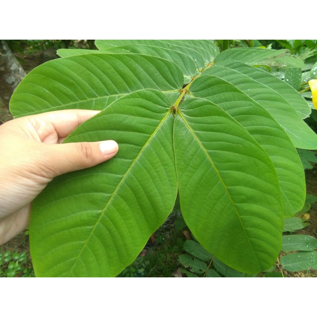 

Daun ketepeng fresh 100 gram