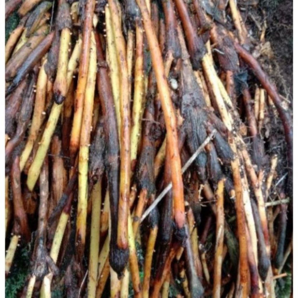 

Akar jambe fresh 500 gram