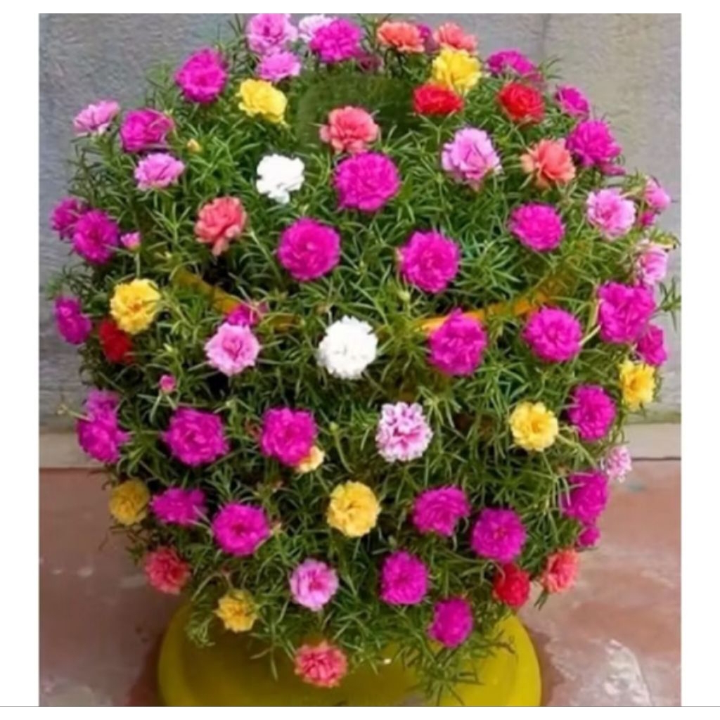 35 biji benih bibit bunga Krokot mix