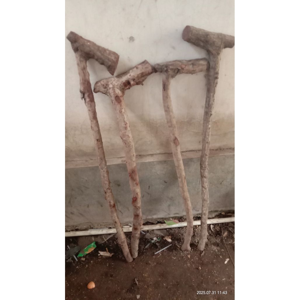 jual bahan tongkat kayu stigi laut atau santeki
