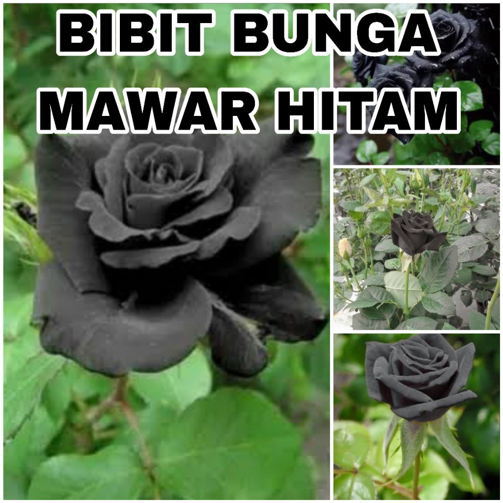 BIBIT BUNGA MAWAR HITAM SUPER