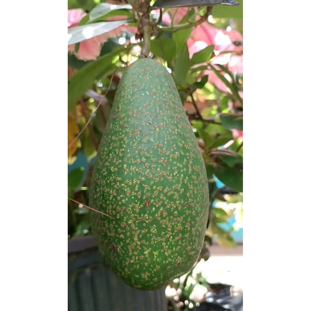 entres alpukat red vietnam 100% valid bergaransi