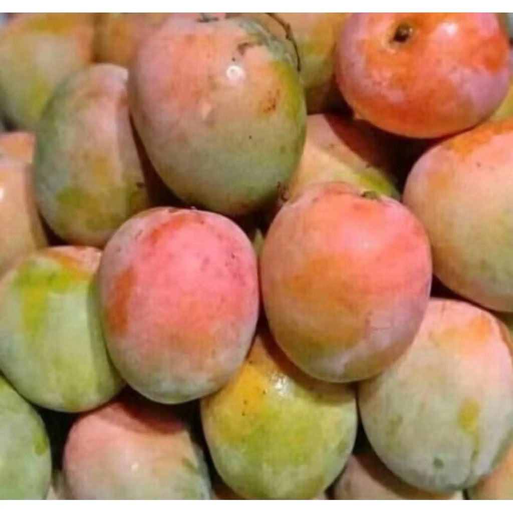 

Mangga Gendong Manis Segar | Aroma Harum | Buah Musiman Pilihan Petani Lokal 1kg