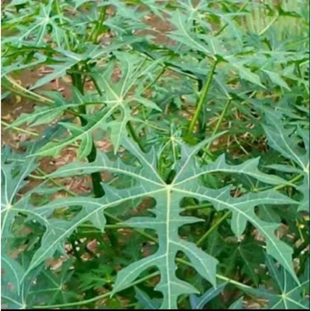 

daun pepaya jepang di petik saat di pesan