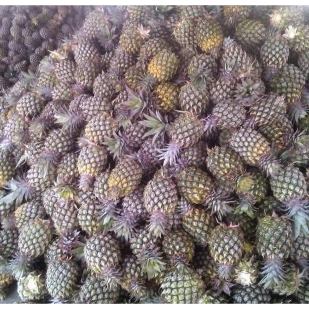 

nanas muda fress langsung petik per 1 nanas muda berkhasiat tinggi