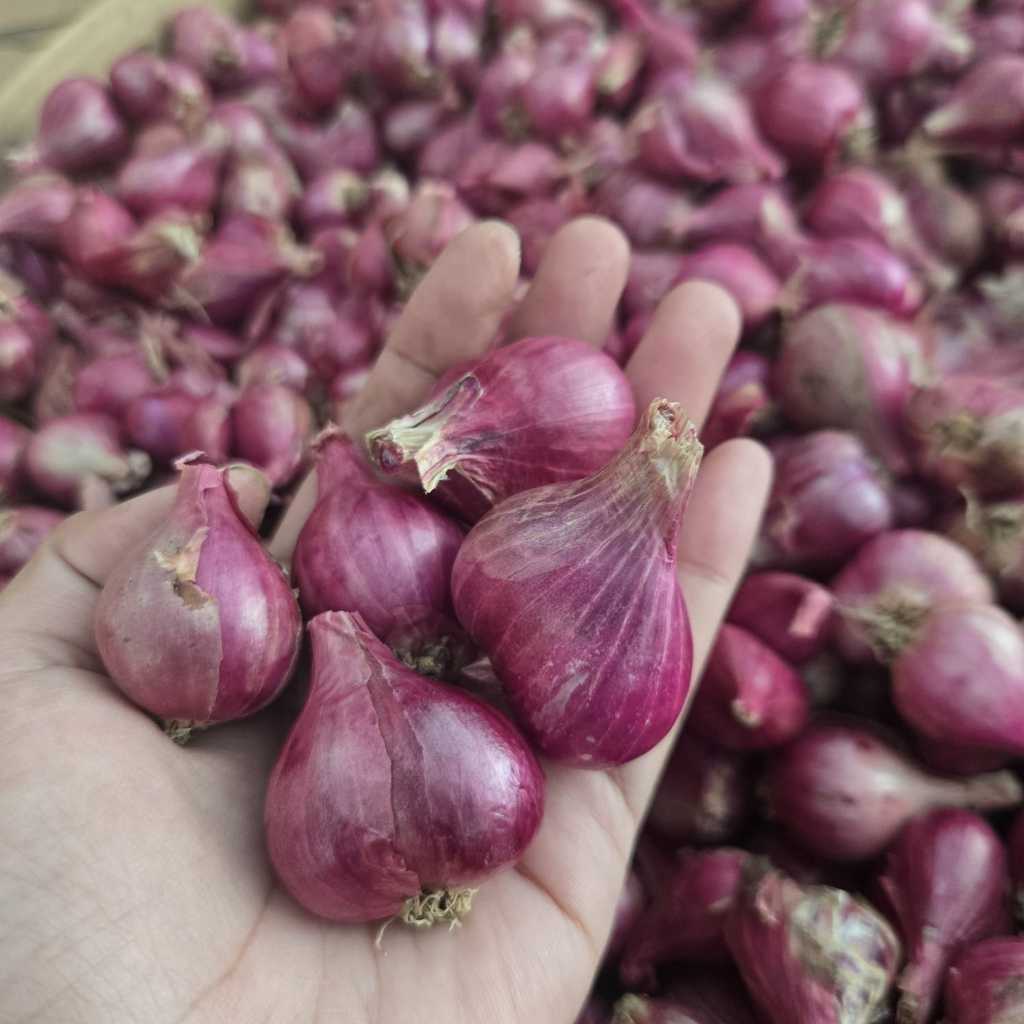

BAWANG MERAH PROBOLINGGO UKURAN BESAR