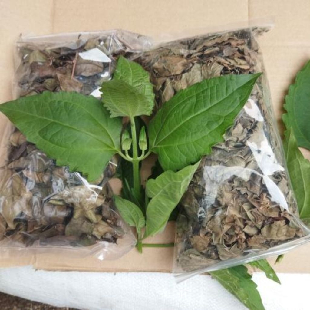 

Daun kopasanda kering / blackacida / kirinyuh, Kering 250 gram