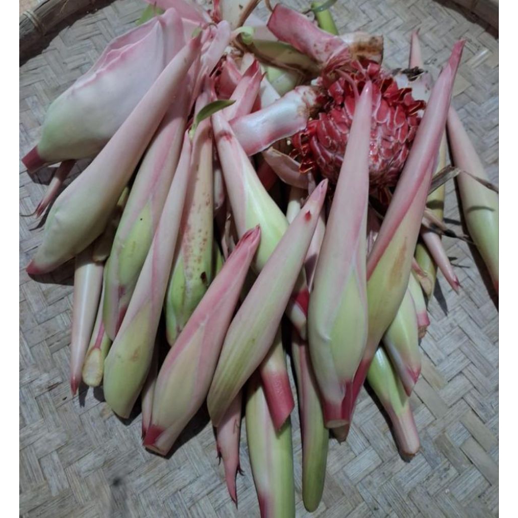 

kecomrang baik untuk dimakan dipasak dll 1kg kecomrang