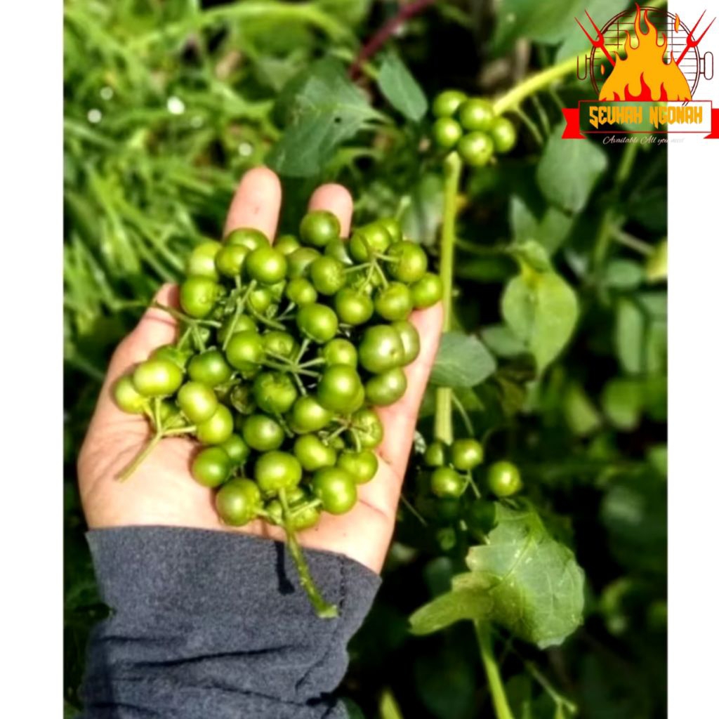 

Leunca asli segar 1kg buah leuncak buah ranti lalapan