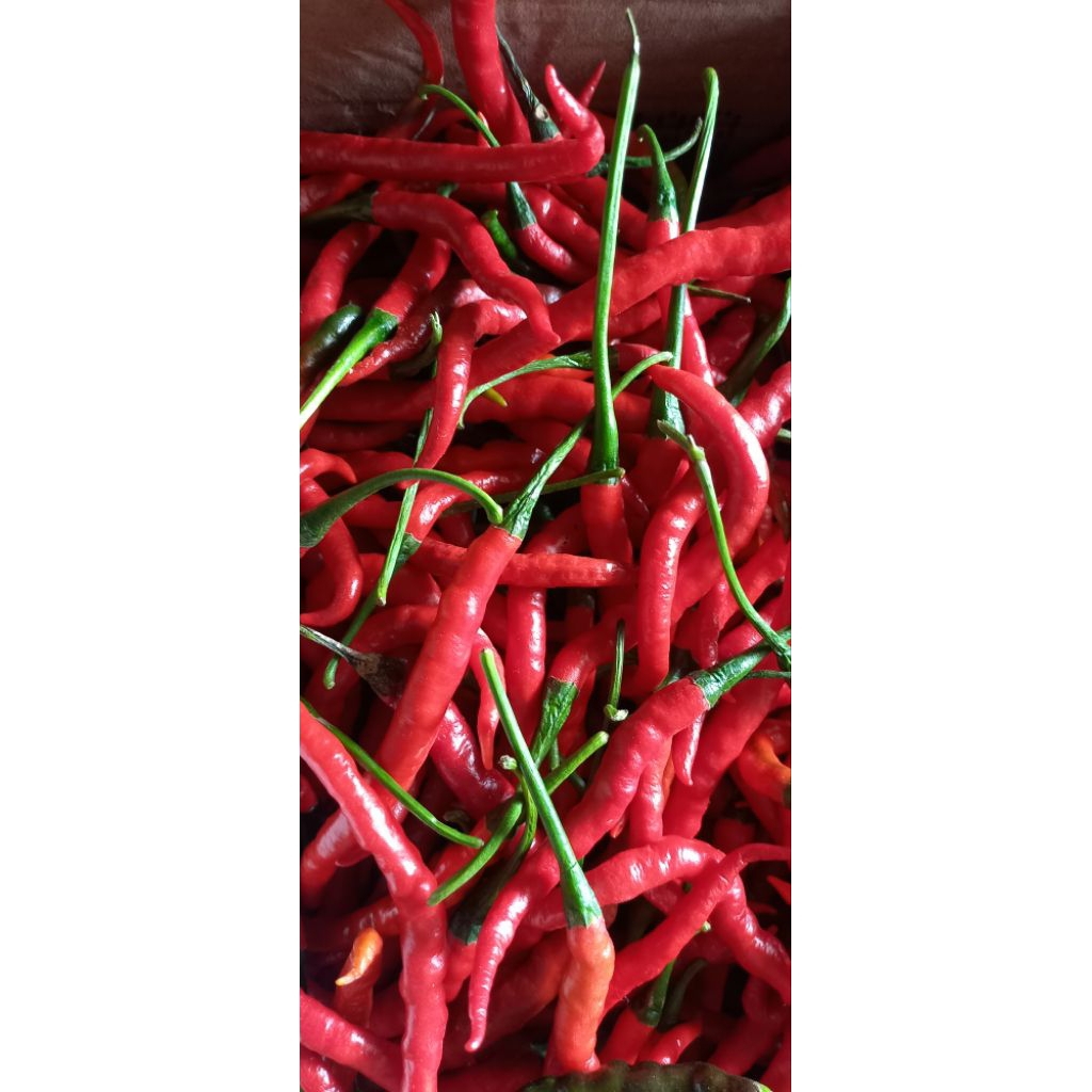 

cabe cabai merah kriting 1kg langsung dari petani