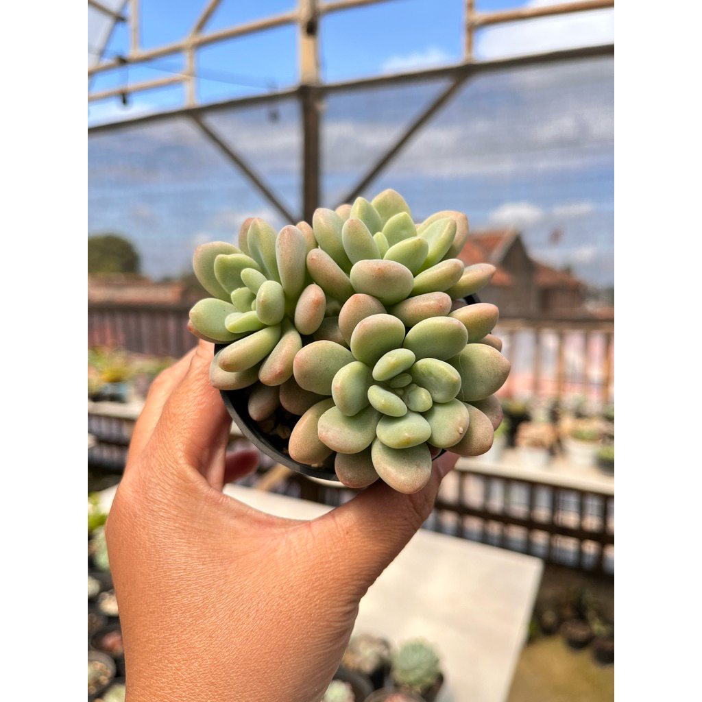 rococo import kaktus sukulen