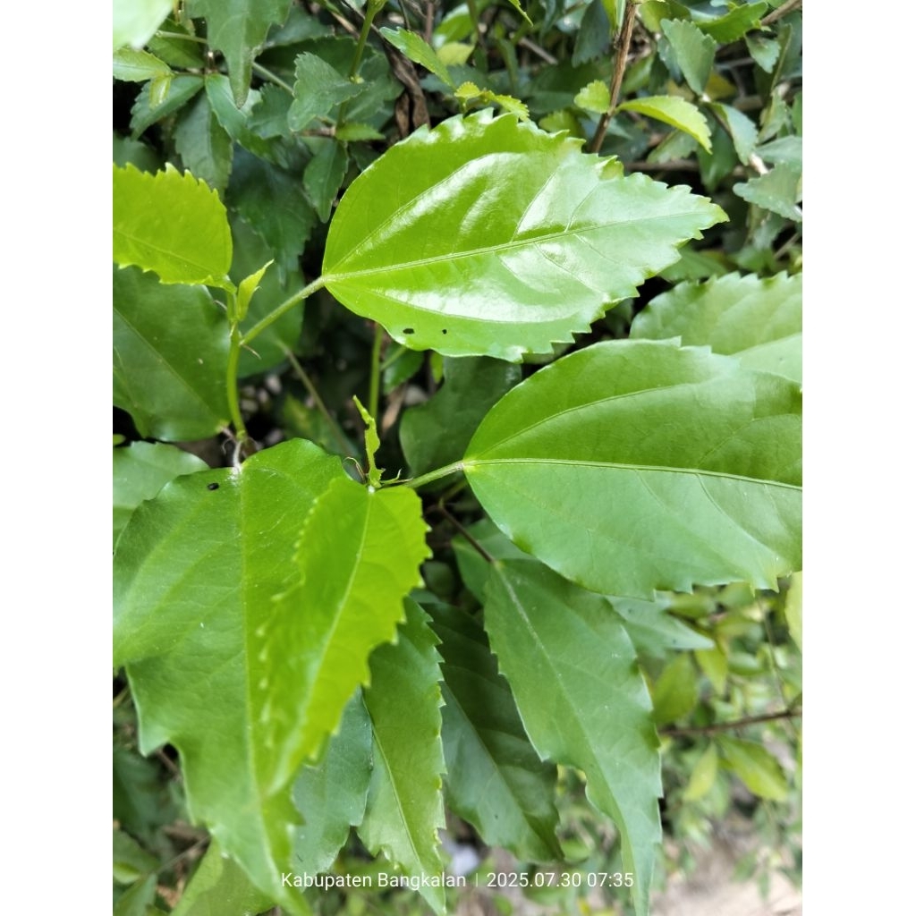 

DAUN BUNGA SEPATU SEGAR ORGANIK 30 LEMBAR