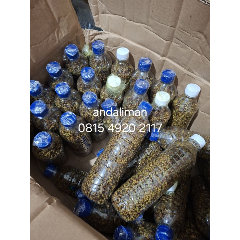 

andaliman atau merica batak