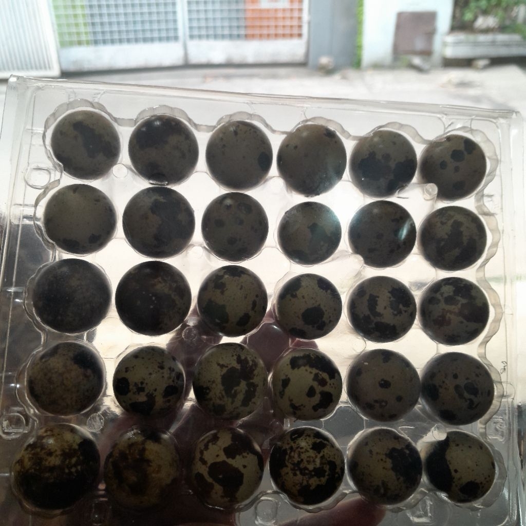 

telur puyuh isi 30 butir