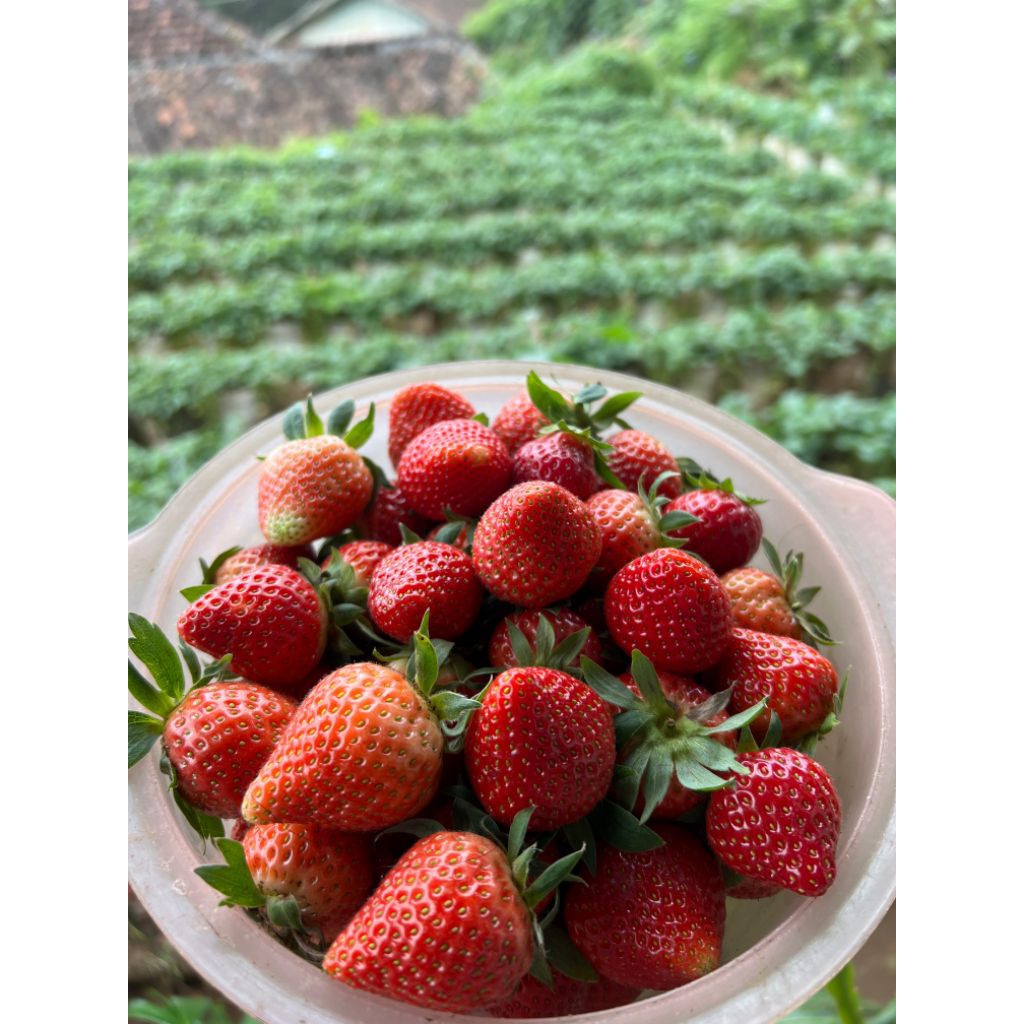 

STRAWBERRY FRESH BUKIT JAMUR CIWIDEY 500gr