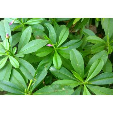 

Daun Ginseng Per Ons | JBP_Fresh
