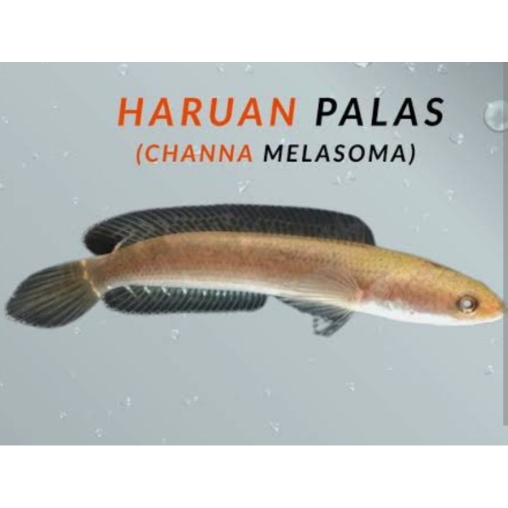 Pelet channa melasoma (black snakehead) rare item