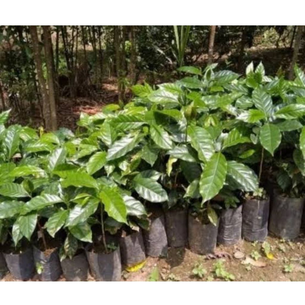 jual bibit kopi robusta Lampung