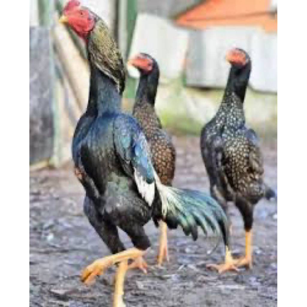 

PROMO TELUR TETAS SHAMO EROPA greb ab BELI 3 gratis satu