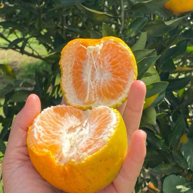 

Jeruk Keprok Batu 55 4 kg