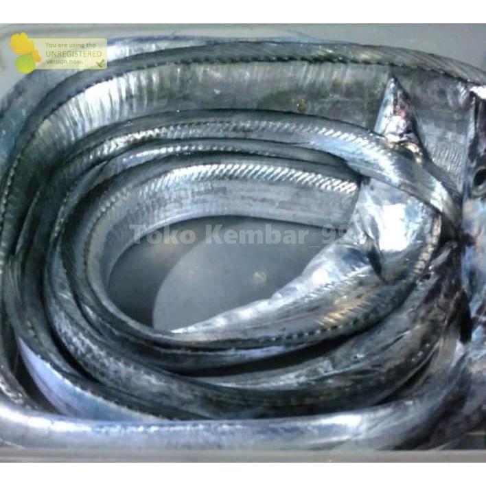 

Ikan Layur Segar Ikan Layur 1Kg Ikan Layur Utuh