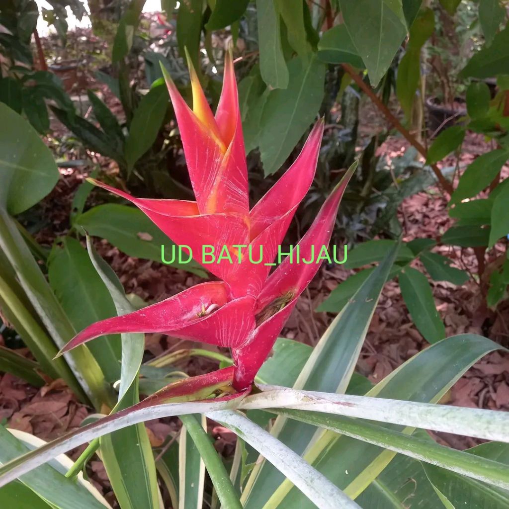 

PROMO!!! PAKETAN 5 PISANG-PISANGAN HELICONIA MERAH COCOK UNTUK UNTUK DEKORASI TAMAN ATAU RUANGAN