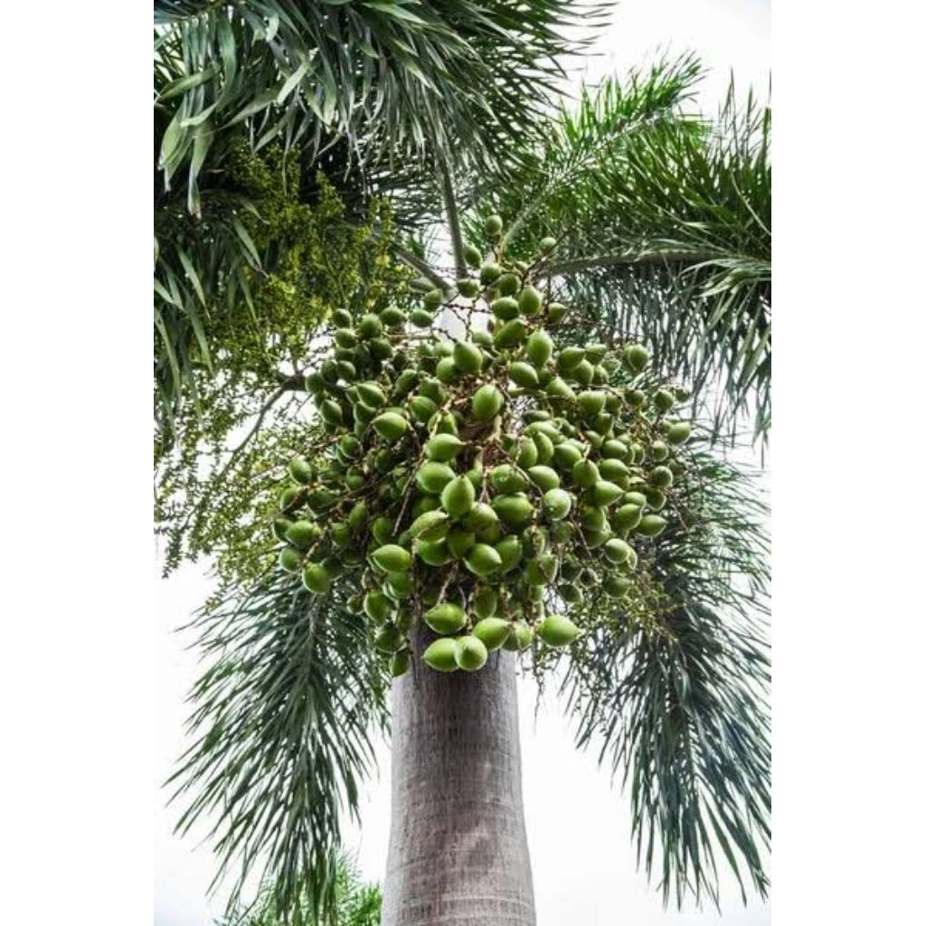 

Jambe muda buah jambe hijau obat herbal anti kanker