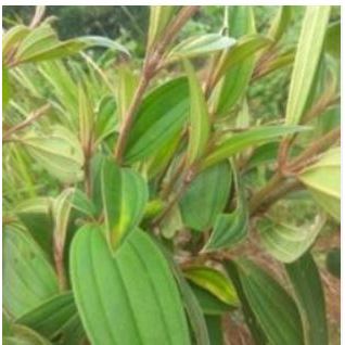 

DAUN HARENONG DAUN SENGANI