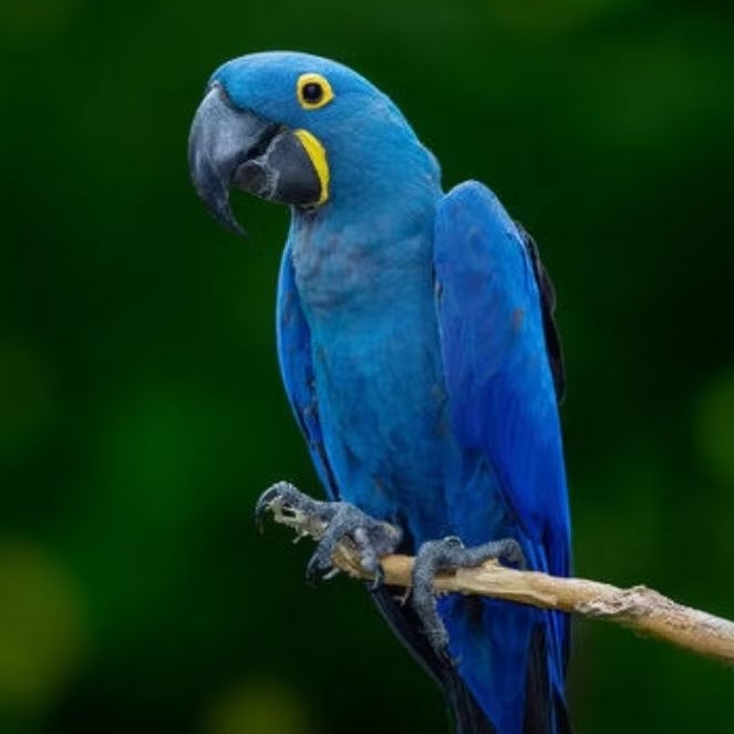 bundle murah 2 butir Telur burung macaw Hyacinth blue Fertil siap ditetaskan