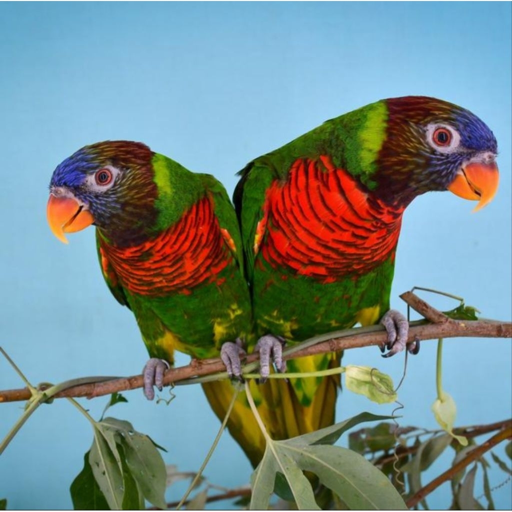 

Telur burung Perkici Pelangi fertil siap ditetaskan