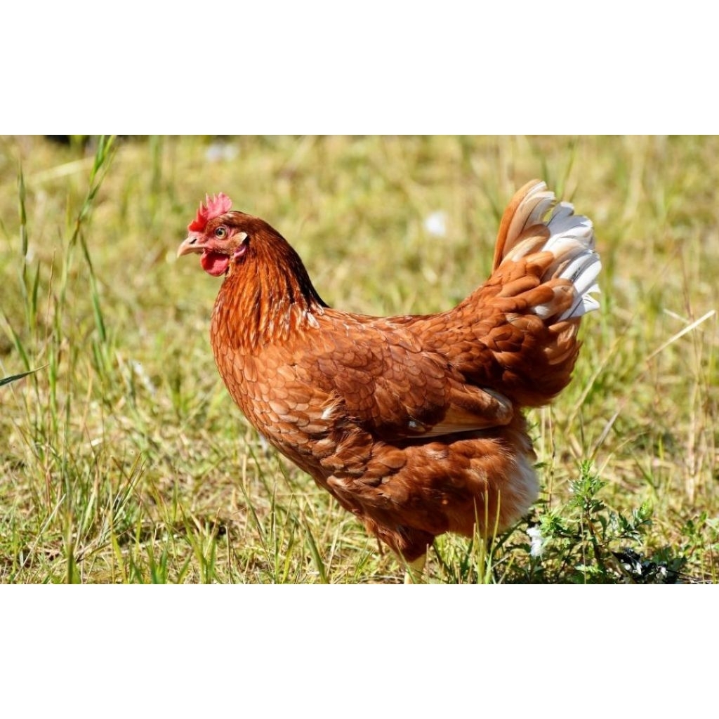 Ayam petelur siap bertelur