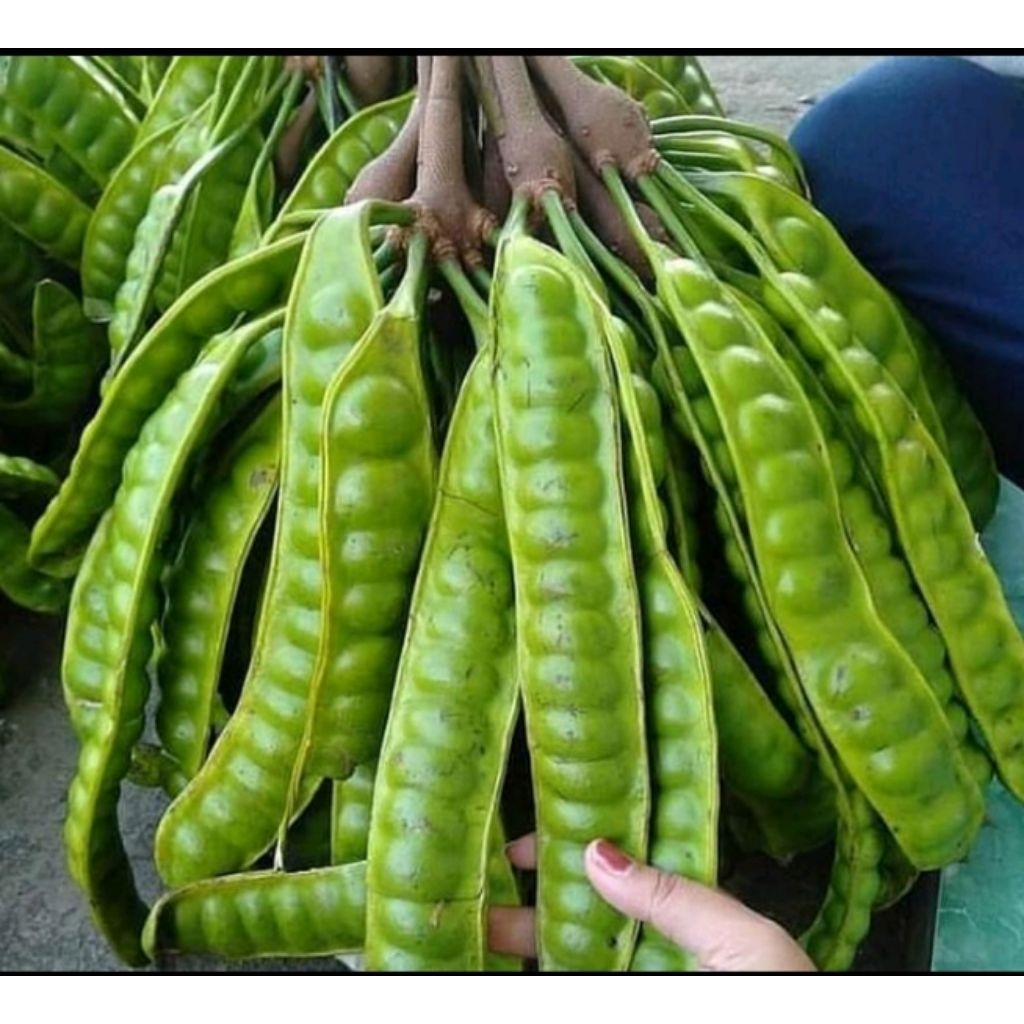 

petai(Pete)tua segar 1 pcs