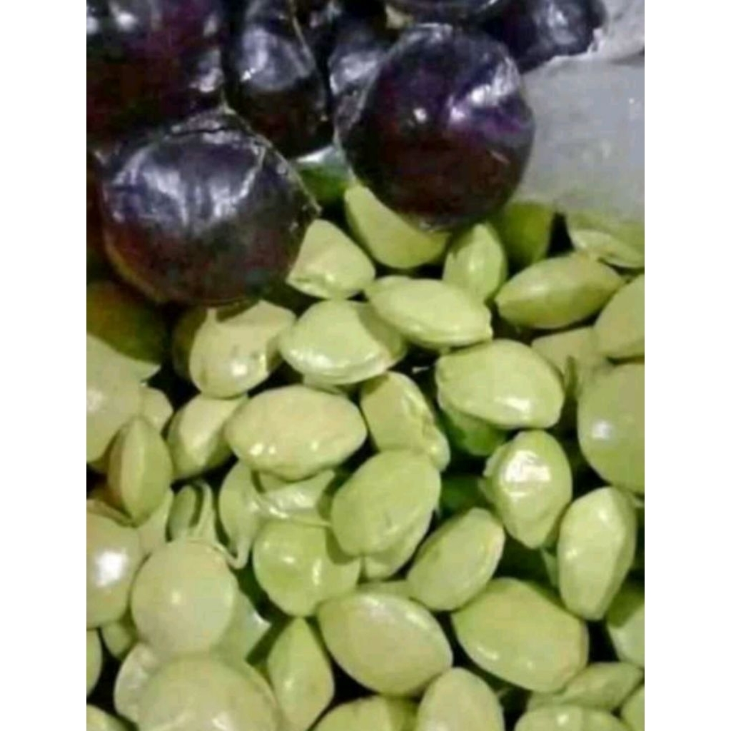 

jengkol muda glotok 1 kg