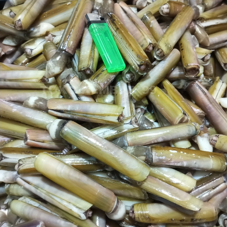 

Kerang Bambu Segar kerang Bambu 1Kg