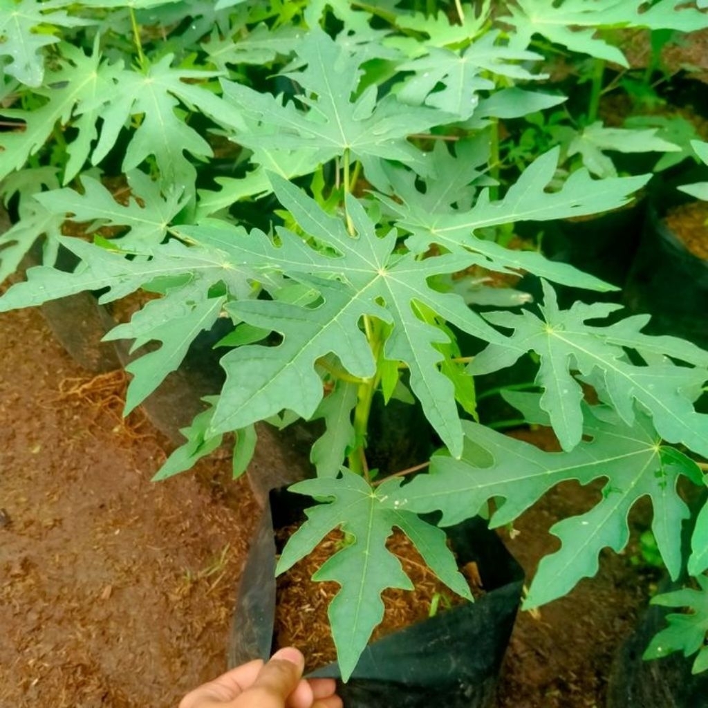Bibit tanaman pepaya California/pohon pepaya siap tanam