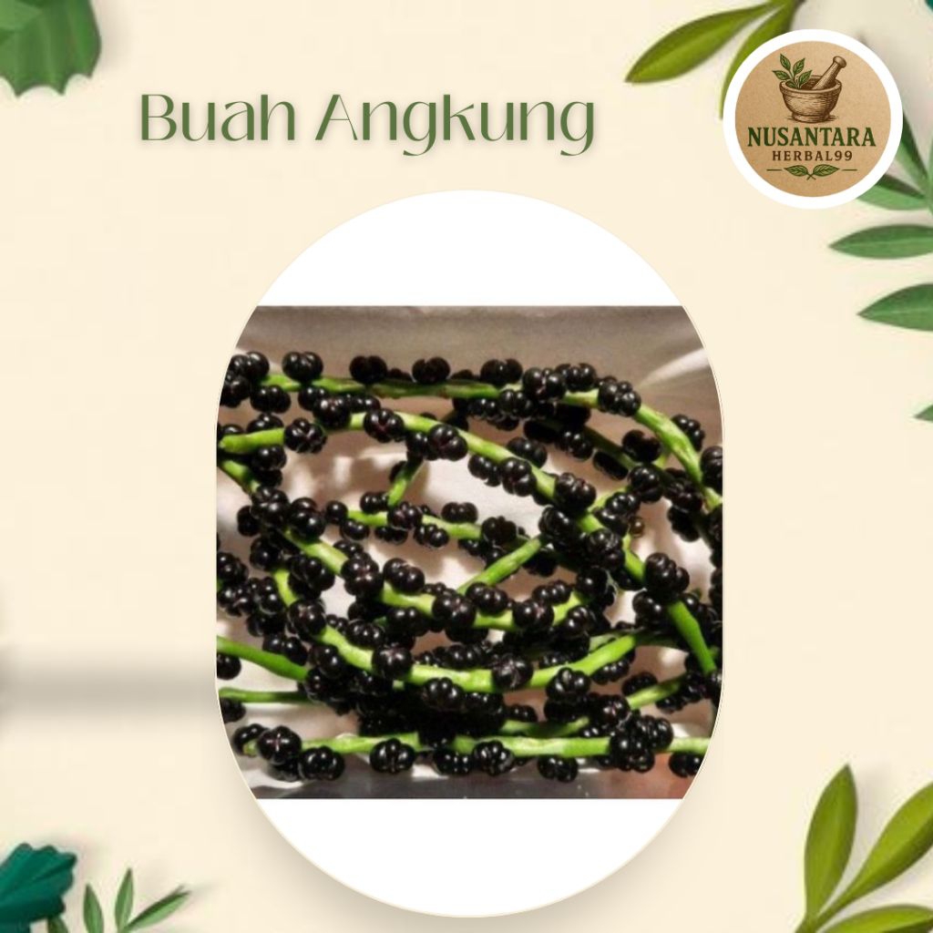 

Buah Angkung Obat Stroke 200 Biji