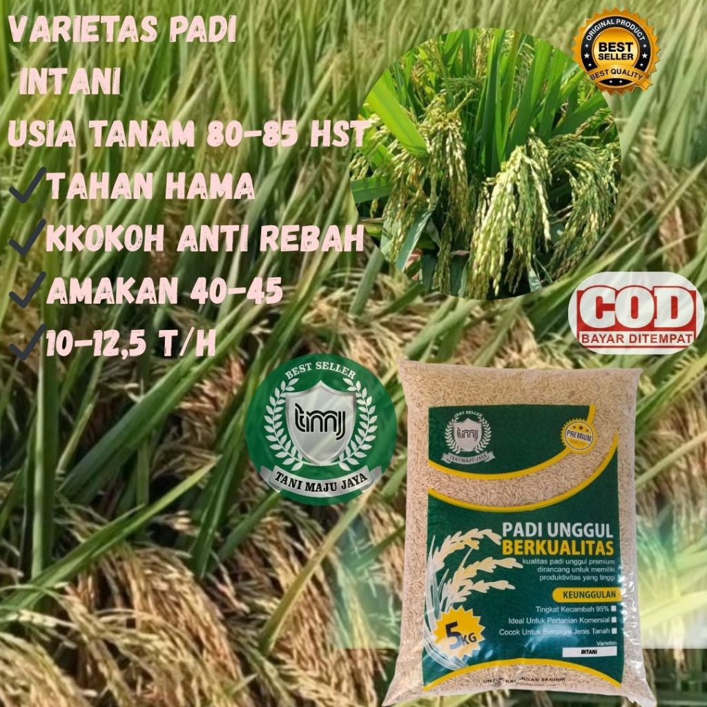 BIBIT PADI BENIH PADI UNGGUL VARIETAS INTANI KEMASAN 5 KG