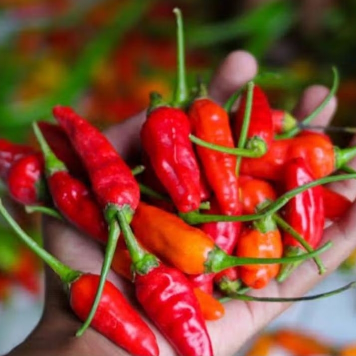 

CENGEK/RAWIT MERAH fresh super pedas dadakan