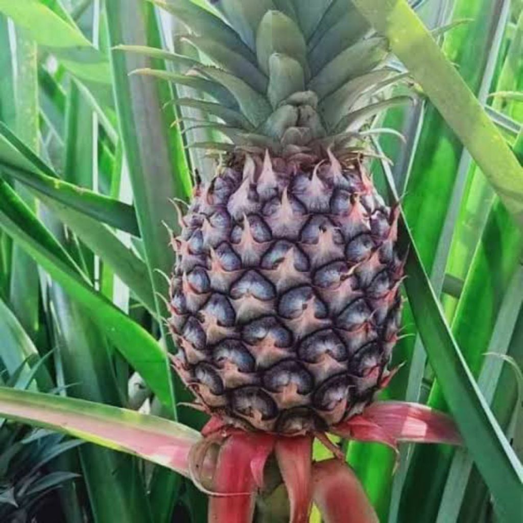 

Nanas muda lereng kelud melancarkan haid beli 4 bonus 1