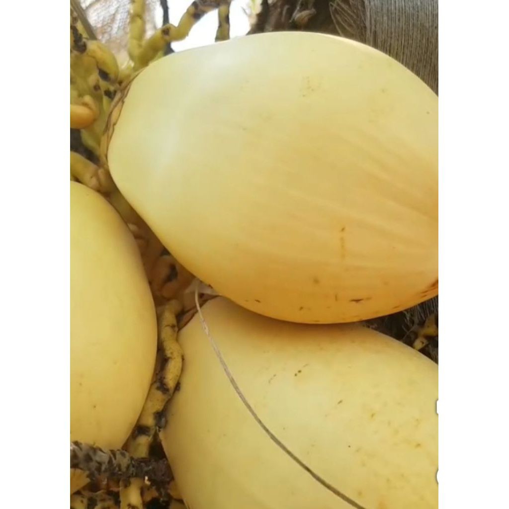 

Kelapa Gading Kuning Utuh