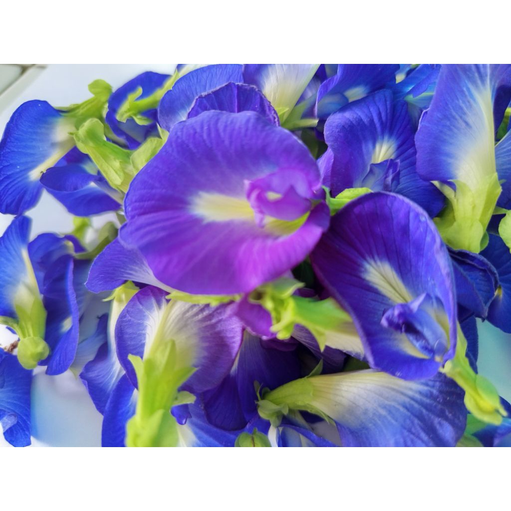 

bunga telang/teh/obat herbal/20grm