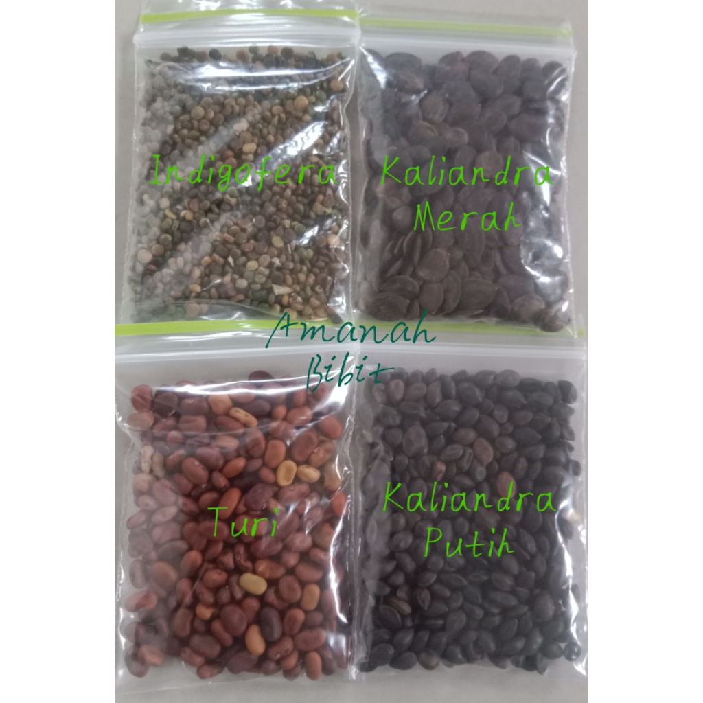 Biji Benih Bibit Indigofera Kaliandra Merah Kaliandra Putih Turi