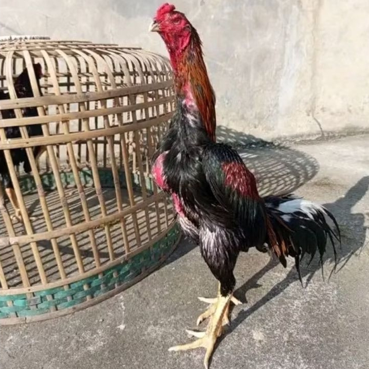 

telur ayam shamo jepang ori petarung sang juara