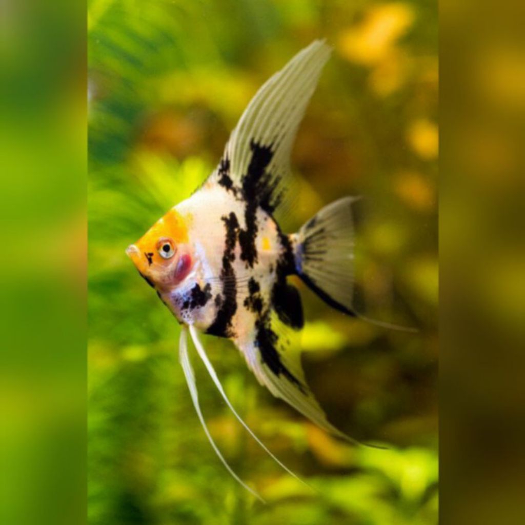 MANFISH TRICOLOR UKURAN L